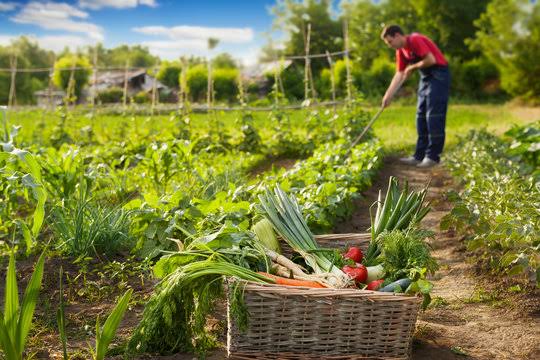 locally sourced ingredients
